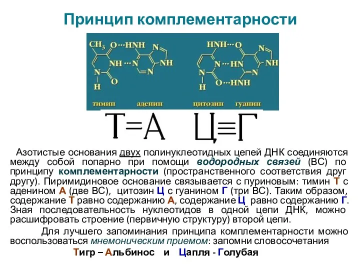 Принцип комплементарности Азотистые основания двух полинуклеотидных цепей ДНК соединяются между собой