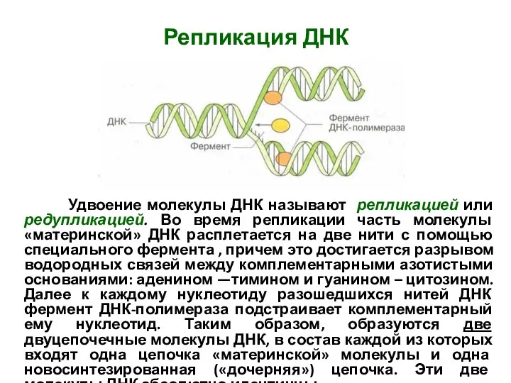 Репликация ДНК Удвоение молекулы ДНК называют репликацией или редупликацией. Во время