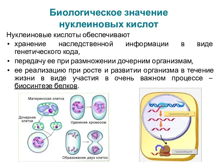 Биологическое значение нуклеиновых кислот Нуклеиновые кислоты обеспечивают хранение наследственной информации в