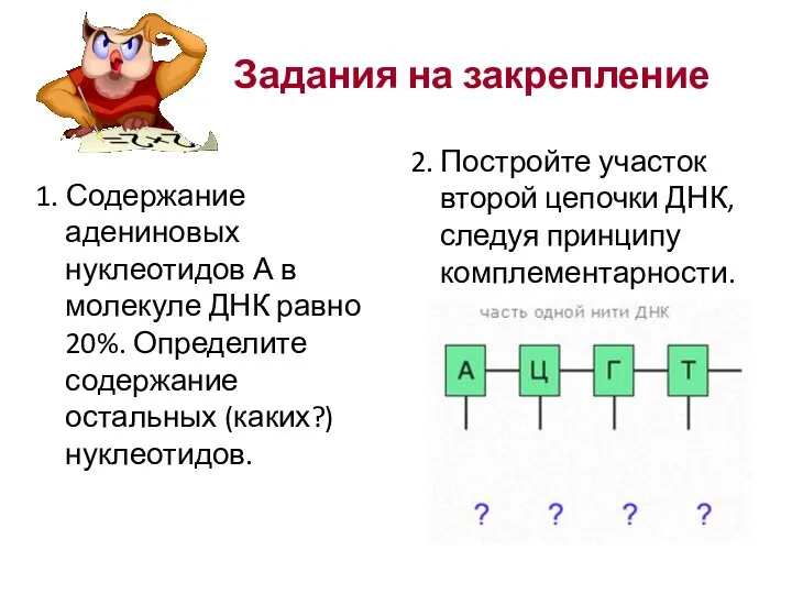 Задания на закрепление 1. Содержание адениновых нуклеотидов А в молекуле ДНК