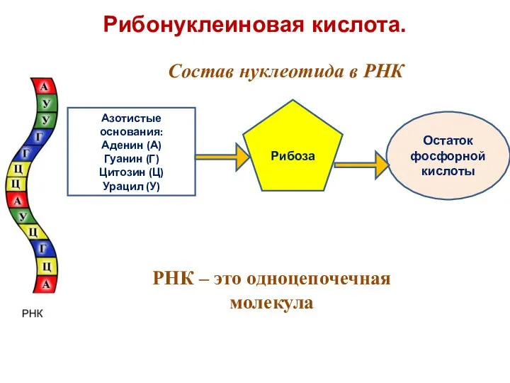 Рибонуклеиновая кислота. Азотистые основания: Аденин (А) Гуанин (Г) Цитозин (Ц) Урацил