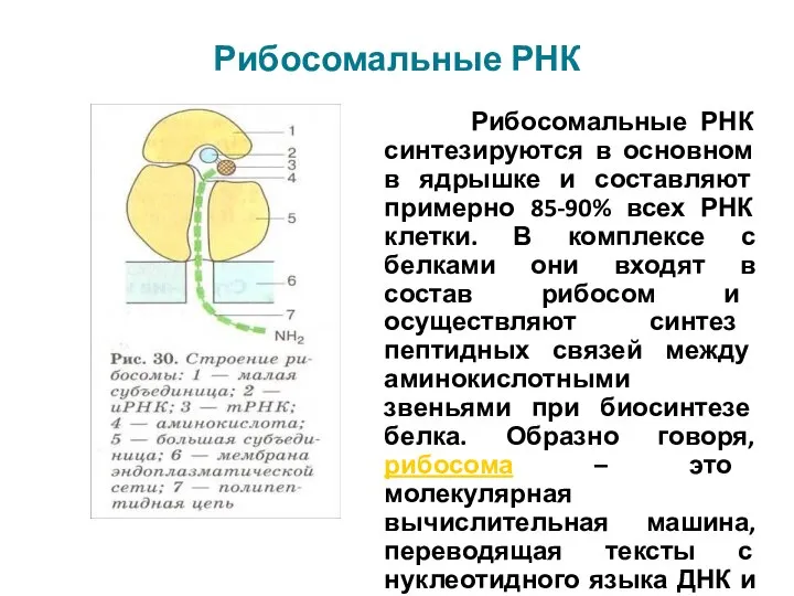 Рибосомальные РНК Рибосомальные РНК синтезируются в основном в ядрышке и составляют