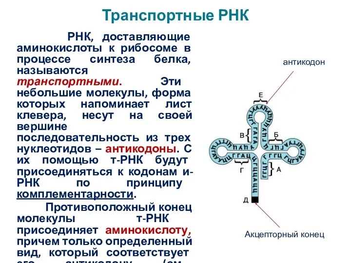 Транспортные РНК РНК, доставляющие аминокислоты к рибосоме в процессе синтеза белка,