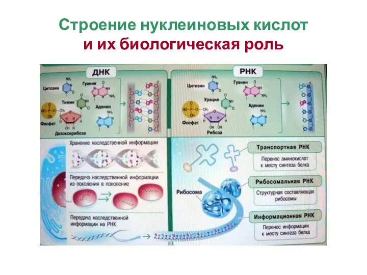 Строение нуклеиновых кислот и их биологическая роль