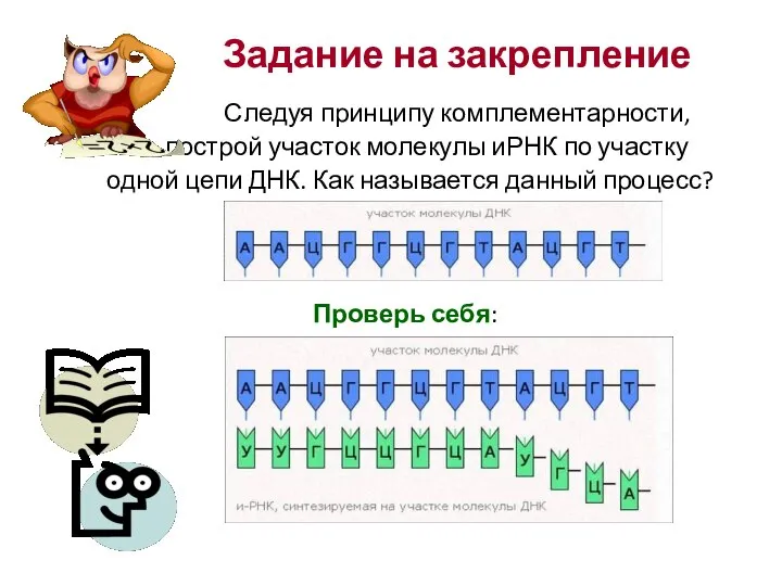 Задание на закрепление Следуя принципу комплементарности, построй участок молекулы иРНК по