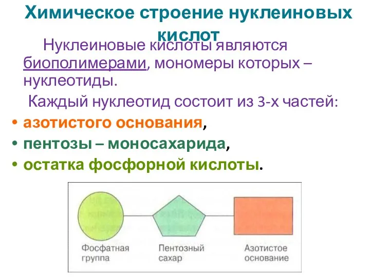 Химическое строение нуклеиновых кислот Нуклеиновые кислоты являются биополимерами, мономеры которых –