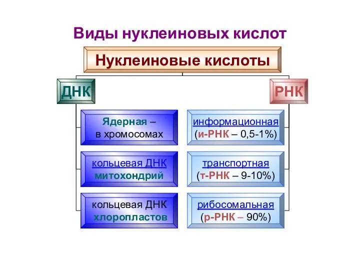 Виды нуклеиновых кислот