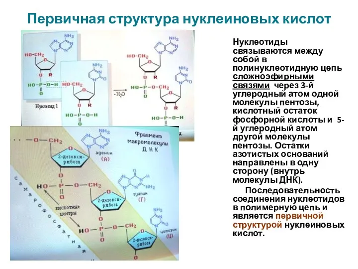 Первичная структура нуклеиновых кислот Нуклеотиды связываются между собой в полинуклеотидную цепь