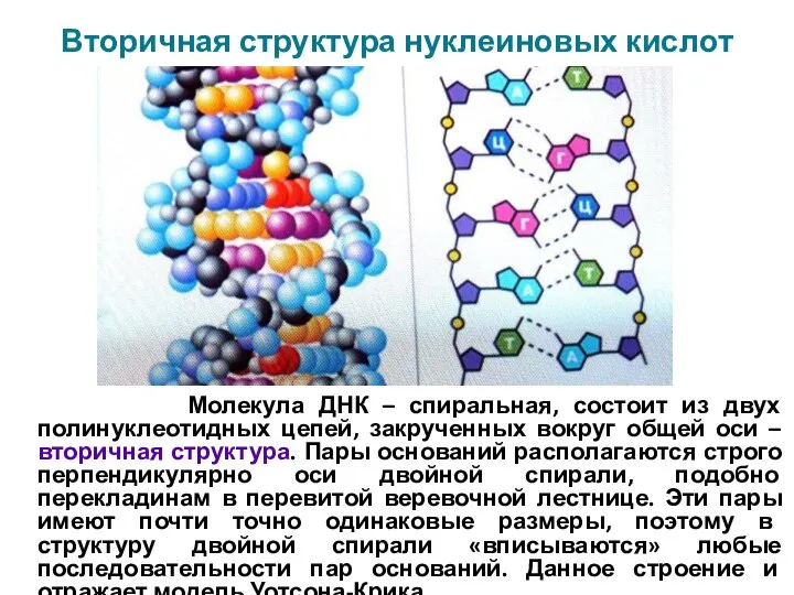 Вторичная структура нуклеиновых кислот Молекула ДНК – спиральная, состоит из двух