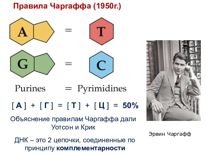Эрвин Чаргафф Объяснение правилам Чаргаффа дали Уотсон и Крик ДНК –