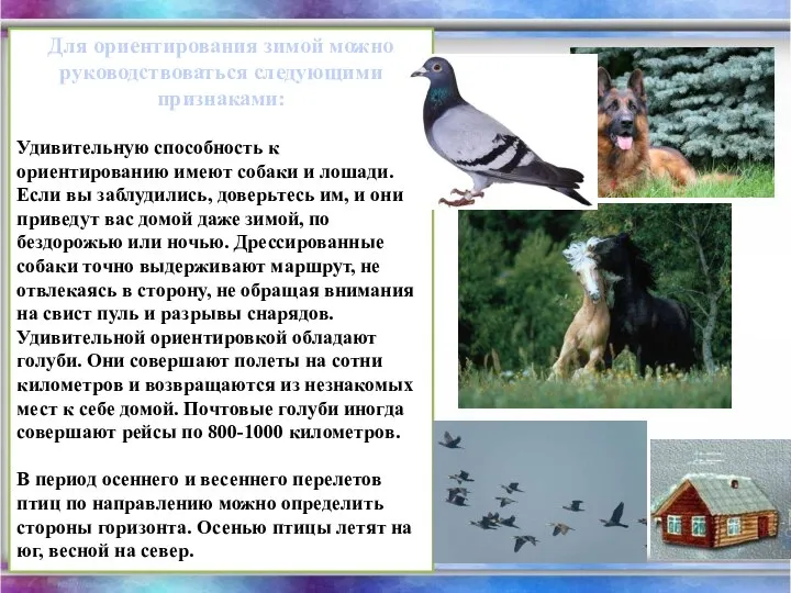 Для ориентирования зимой можно руководствоваться следующими признаками: Удивительную способность к ориентированию