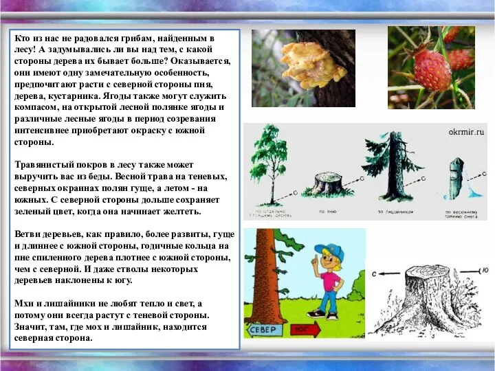 Кто из нас не радовался грибам, найденным в лесу! А задумывались