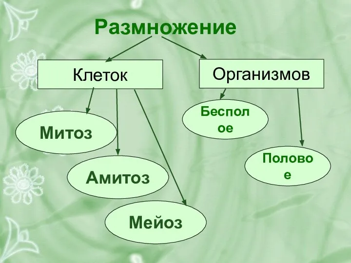 Размножение Клеток Организмов Митоз Амитоз Мейоз Бесполое Половое