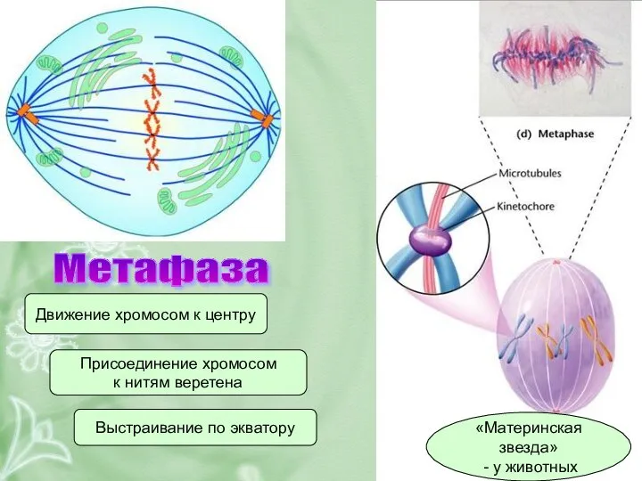 Метафаза Движение хромосом к центру Присоединение хромосом к нитям веретена «Материнская