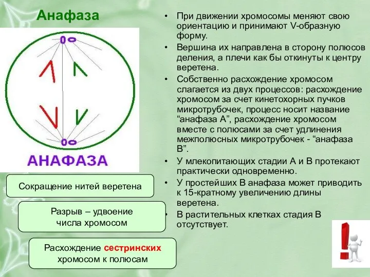 Анафаза При движении хромосомы меняют свою ориентацию и принимают V-образную форму.