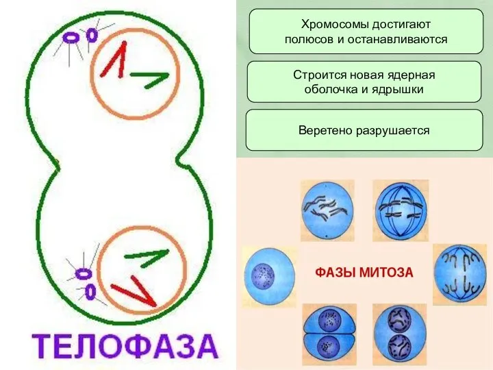 Хромосомы достигают полюсов и останавливаются Строится новая ядерная оболочка и ядрышки Веретено разрушается