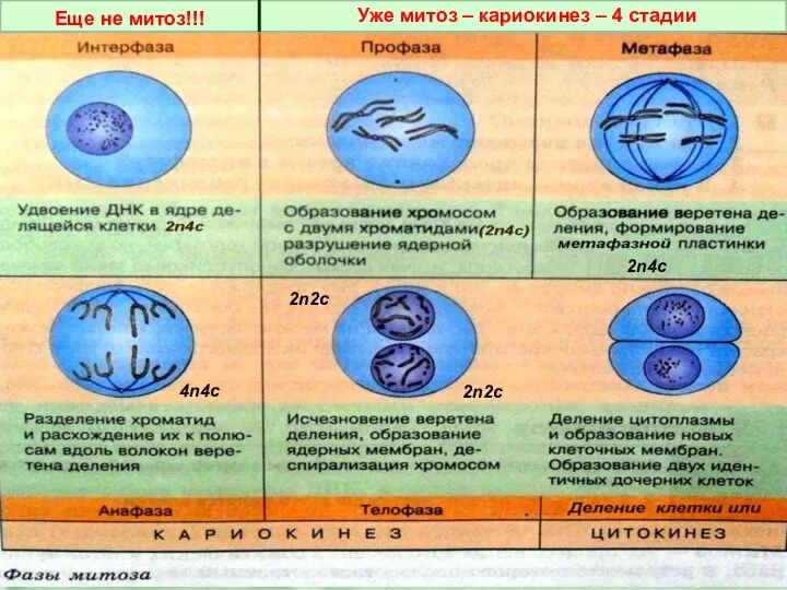 2n4c 4n4c 2n2c 2n2c Еще не митоз!!! Уже митоз – кариокинез – 4 стадии