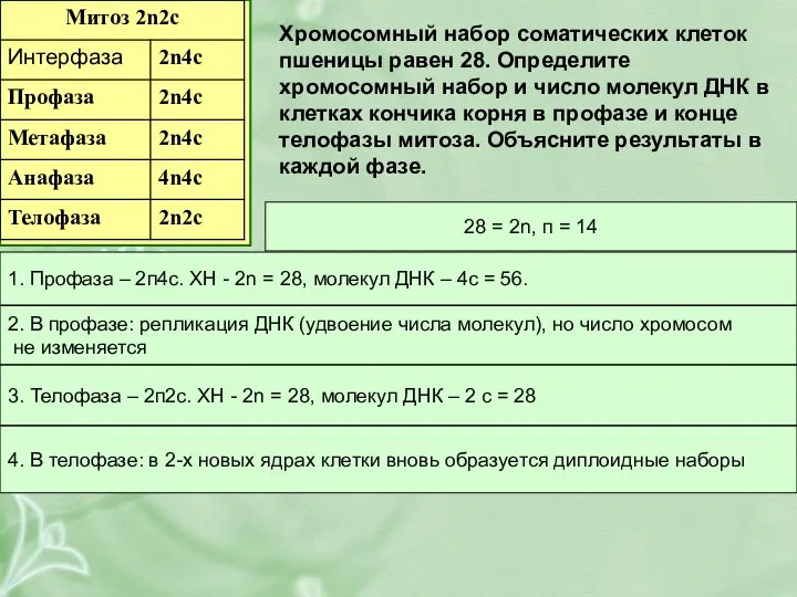 Хромосомный набор соматических клеток пшеницы равен 28. Определите хромосомный набор и