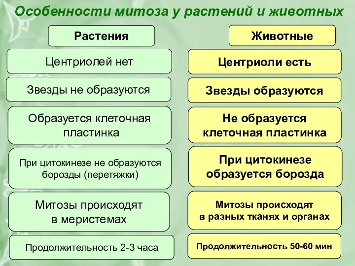 Особенности митоза у растений и животных Растения Животные Центриолей нет Звезды