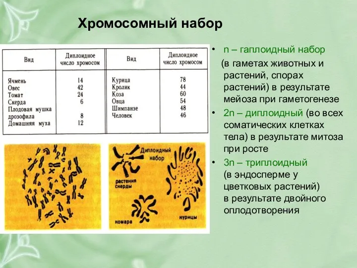 Хромосомный набор n – гаплоидный набор (в гаметах животных и растений,