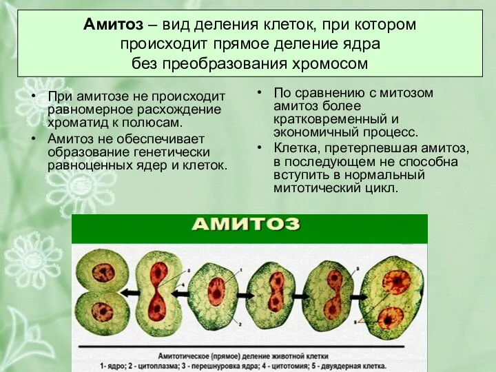 По сравнению с митозом амитоз более кратковременный и экономичный процесс. Клетка,