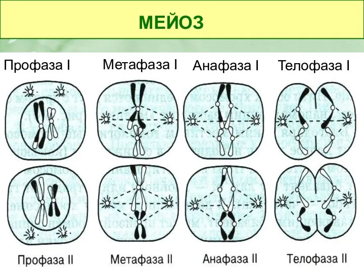 МЕЙОЗ Профаза I Метафаза I Анафаза I Телофаза I