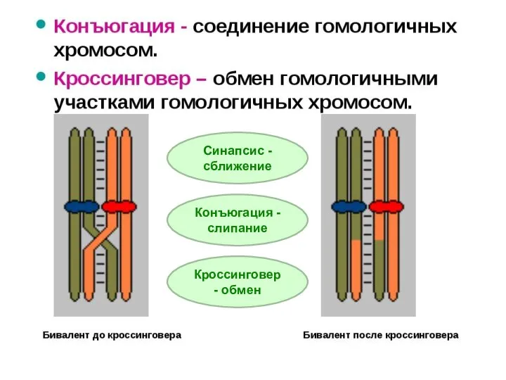 Синапсис - сближение Конъюгация - слипание Кроссинговер - обмен