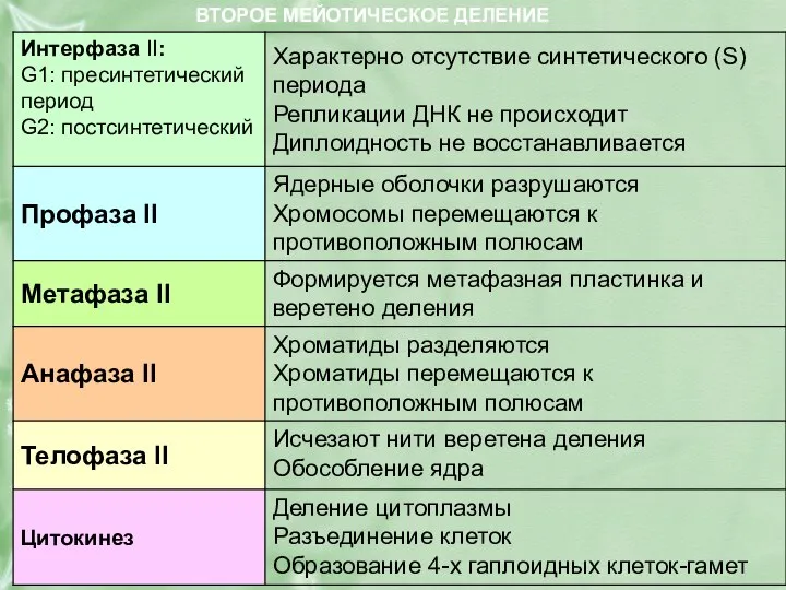 ВТОРОЕ МЕЙОТИЧЕСКОЕ ДЕЛЕНИЕ