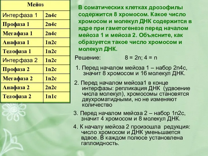 В соматических клетках дрозофилы содержится 8 хромосом. Какое число хромосом и