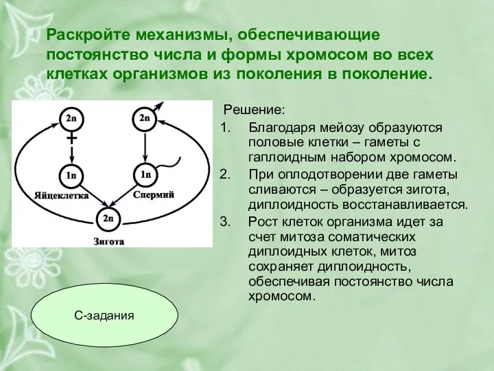 Раскройте механизмы, обеспечивающие постоянство числа и формы хромосом во всех клетках