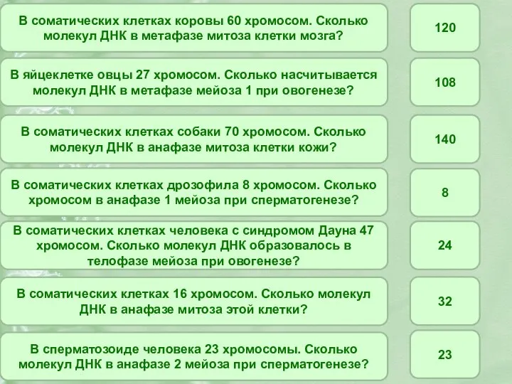 В соматических клетках коровы 60 хромосом. Сколько молекул ДНК в метафазе