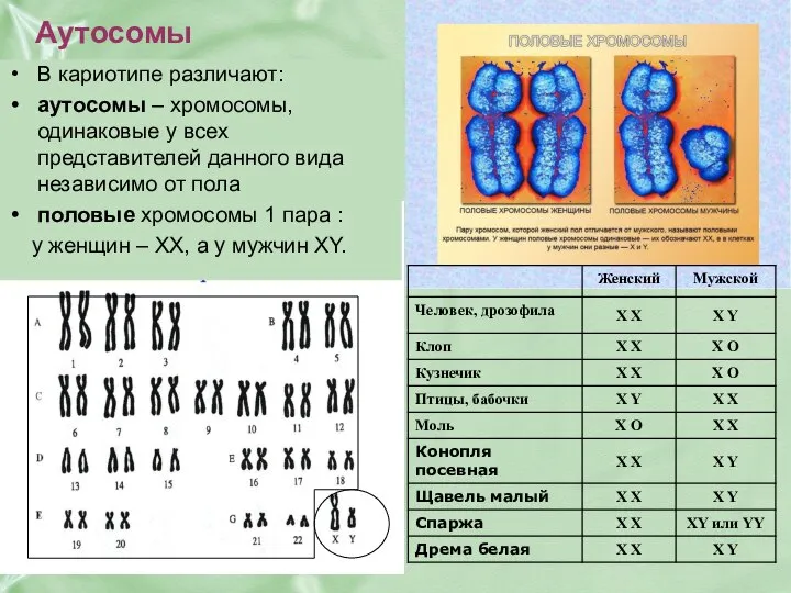 Аутосомы В кариотипе различают: аутосомы – хромосомы, одинаковые у всех представителей