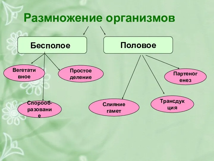 Размножение организмов Половое Бесполое Партеногенез Спорооб- разование Простое деление Вегетативное Трансдукция Слияние гамет