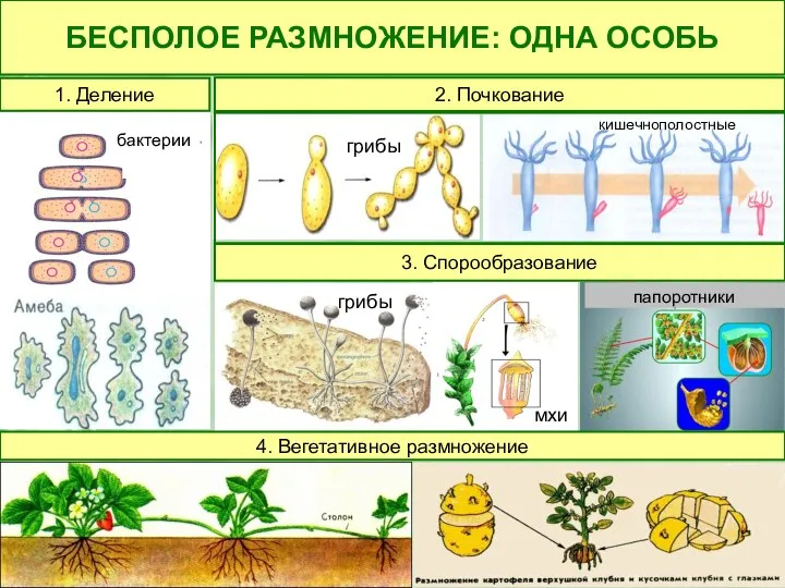 БЕСПОЛОЕ РАЗМНОЖЕНИЕ: ОДНА ОСОБЬ 1. Деление 2. Почкование бактерии грибы 3.