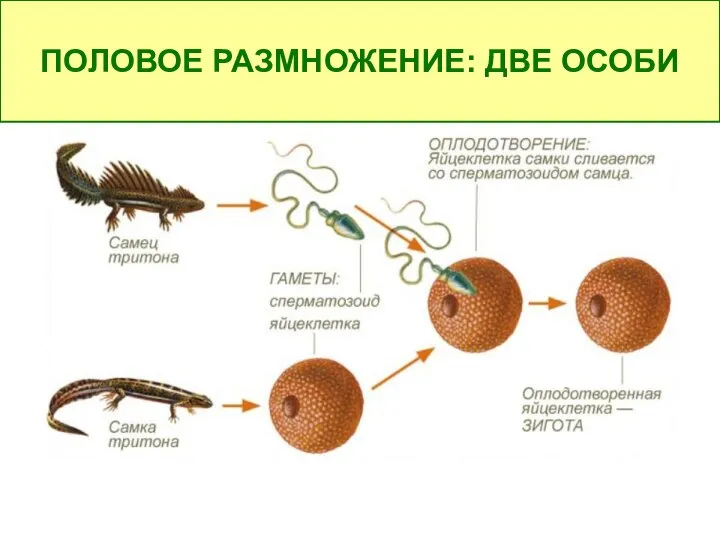 ПОЛОВОЕ РАЗМНОЖЕНИЕ: ДВЕ ОСОБИ