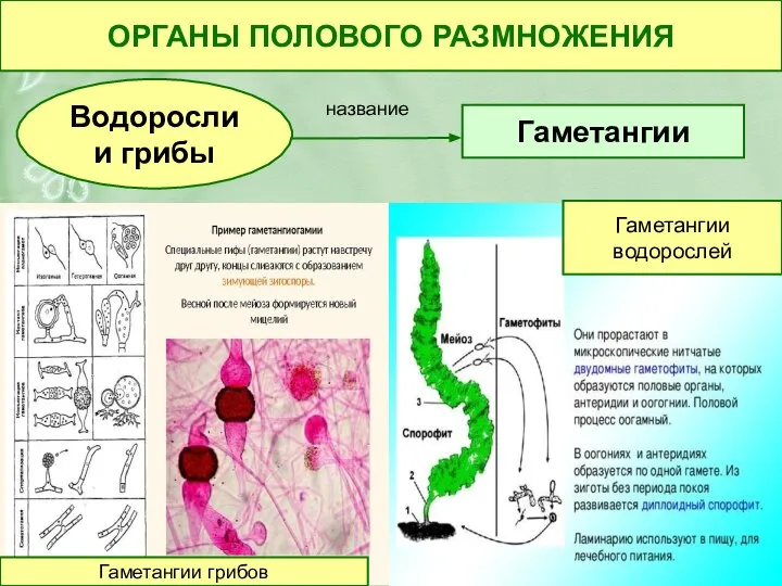 Гаметангии Водоросли и грибы ОРГАНЫ ПОЛОВОГО РАЗМНОЖЕНИЯ название Гаметангии грибов Гаметангии водорослей