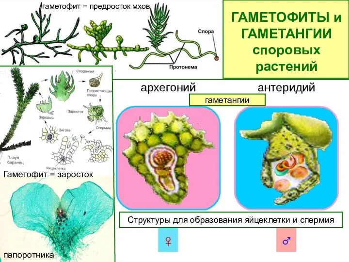 гаметофит = предросток мхов Гаметофит = заросток папоротника Структуры для образования