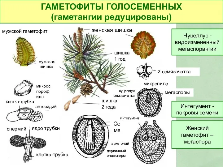 женская шишка мужская шишка мужской гаметофит клетка-трубка спермий микроспорофилл ядро трубки