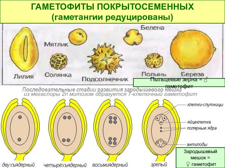 Пыльцевые зерна = ♂ гаметофит Зародышевый мешок = ♀ гаметофит ГАМЕТОФИТЫ