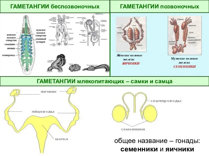 ГАМЕТАНГИИ беспозвоночных ГАМЕТАНГИИ млекопитающих – самки и самца ГАМЕТАНГИИ позвоночных общее