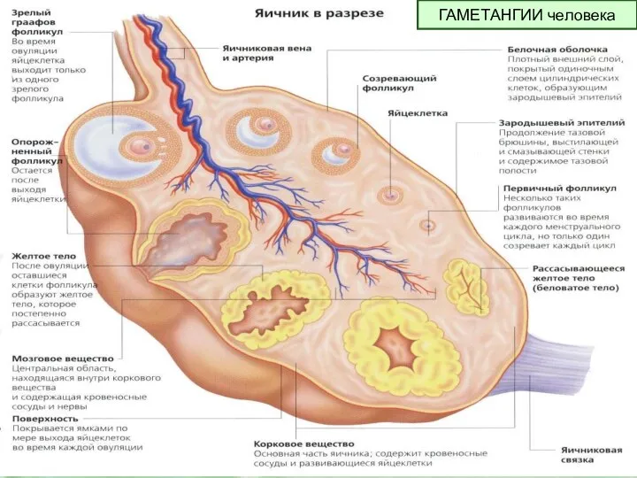 ГАМЕТАНГИИ человека