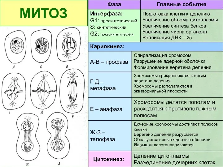 МИТОЗ