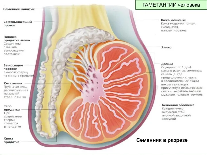 ГАМЕТАНГИИ человека Семенник в разрезе