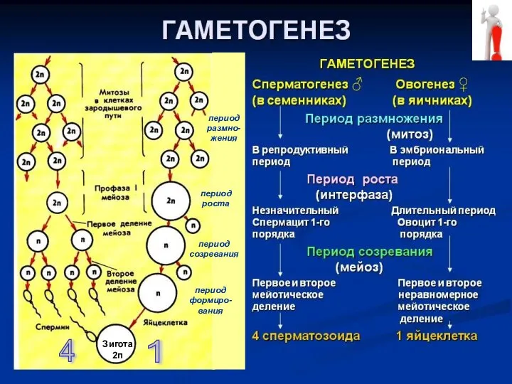 1 4 Зигота 2п период размно-жения период роста период созревания период формиро-вания