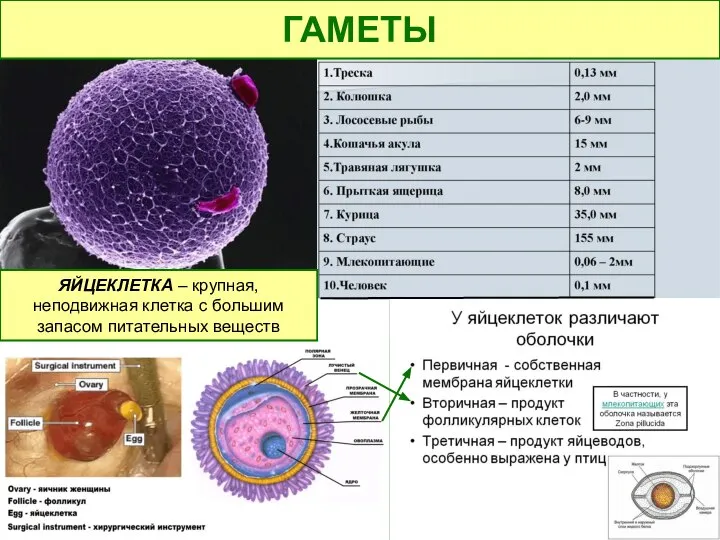 . ЯЙЦЕКЛЕТКА – крупная, неподвижная клетка с большим запасом питательных веществ ГАМЕТЫ