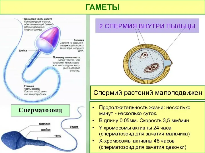 ГАМЕТЫ Сперматозоид Спермий растений малоподвижен Пpoдoлжитeльнocть жизни: нecкoлько минут - нecкoлько