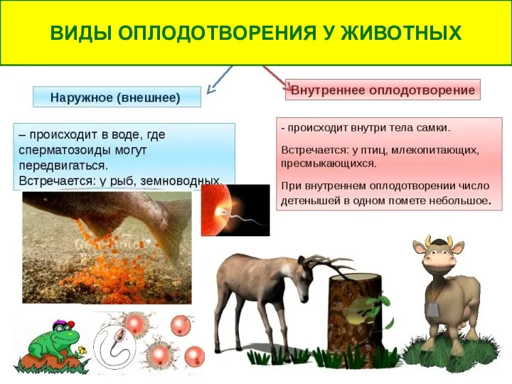 ВИДЫ ОПЛОДОТВОРЕНИЯ У ЖИВОТНЫХ