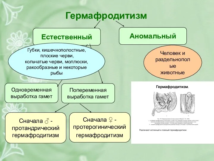 Гермафродитизм Естественный Аномальный Человек и раздельнополые животные Одновременная выработка гамет Попеременная