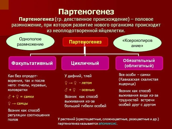 Партеногенез Однополое размножение «Ксерокопирование»