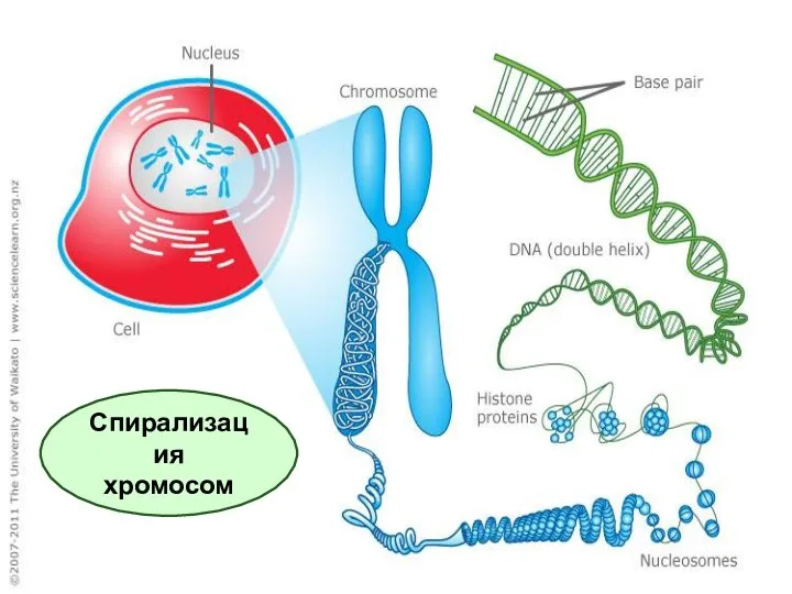 Спирализация хромосом